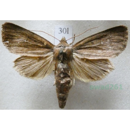 Lenisa geminipuncta (Haworth, 1809) Czech30l